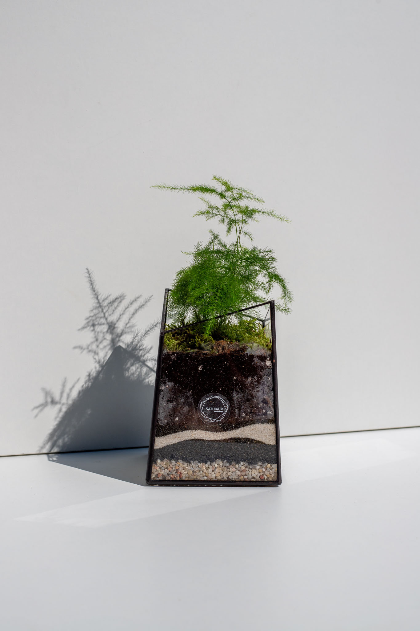 Malé rastlinné terárium Asparágus – otvorené florárium / biosféra