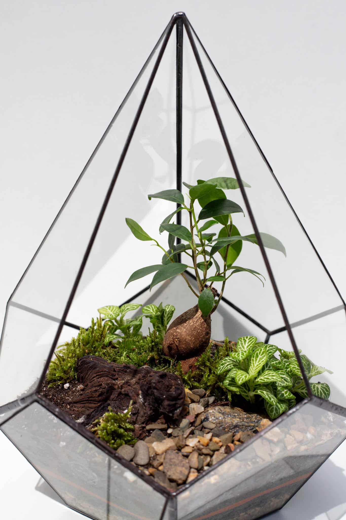 Rastlinné terárium – florárium v sklenenej biosfére ako prírodná dekorácia interiéru