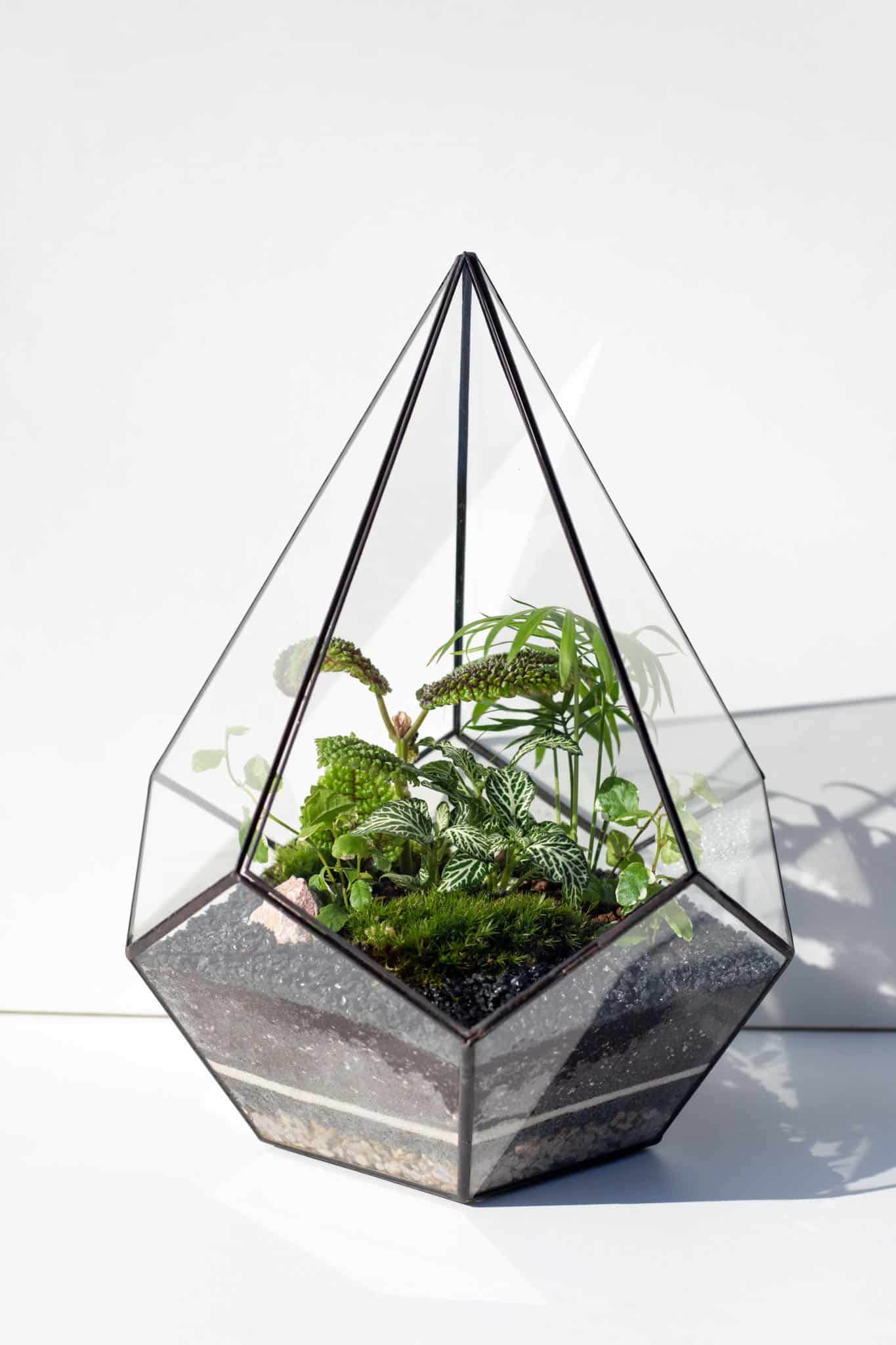 Živý ekosystém v skle: rastlinné terárium s machom a rastlinami