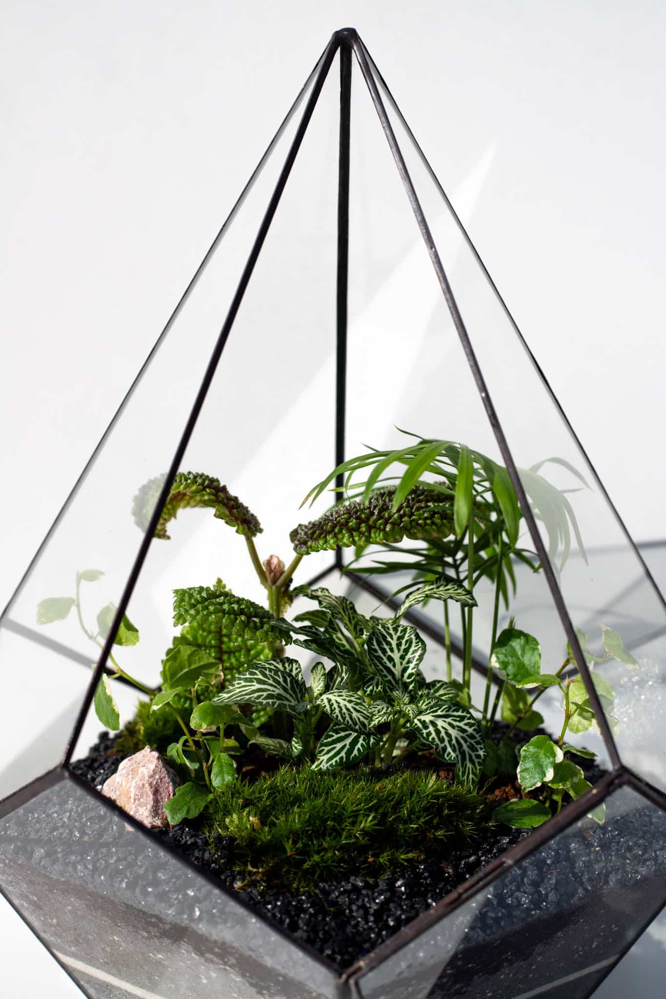 Živý ekosystém v skle: rastlinné terárium s machom a rastlinami