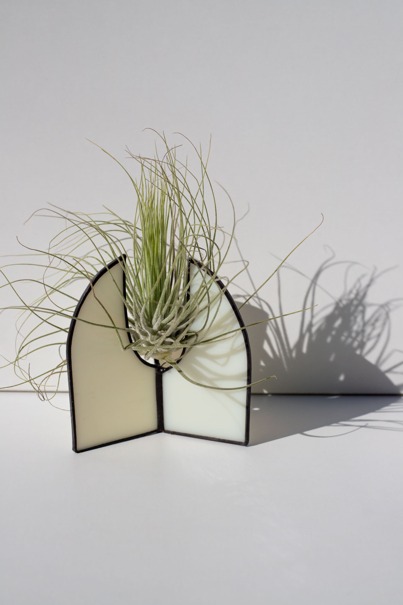 Moderný sklenený stojan na vzdušné rastliny s Tillandsiou