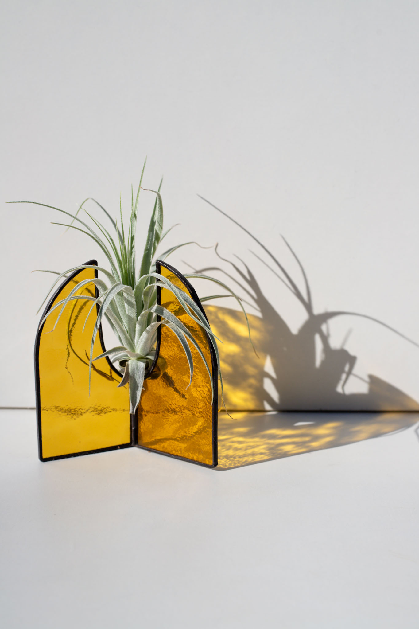 Moderný sklenený stojan na vzdušné rastliny s Tillandsiou