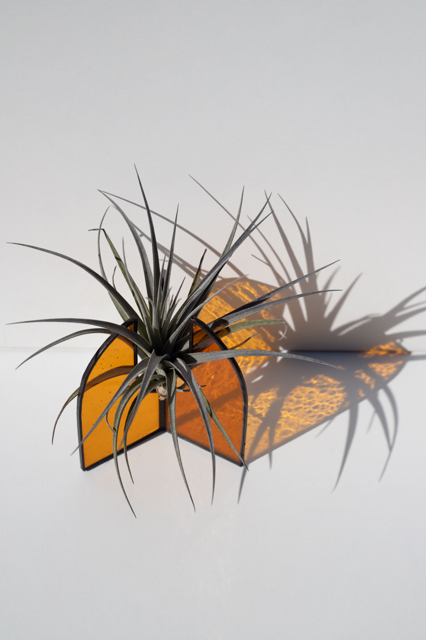 Moderný sklenený stojan na vzdušné rastliny s Tillandsiou