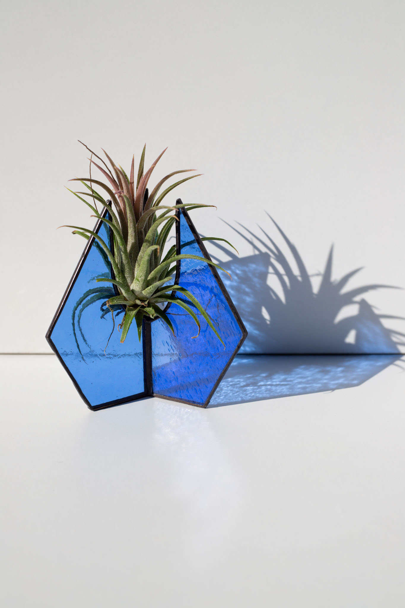 Moderný sklenený stojan na vzdušné rastliny s Tillandsiou