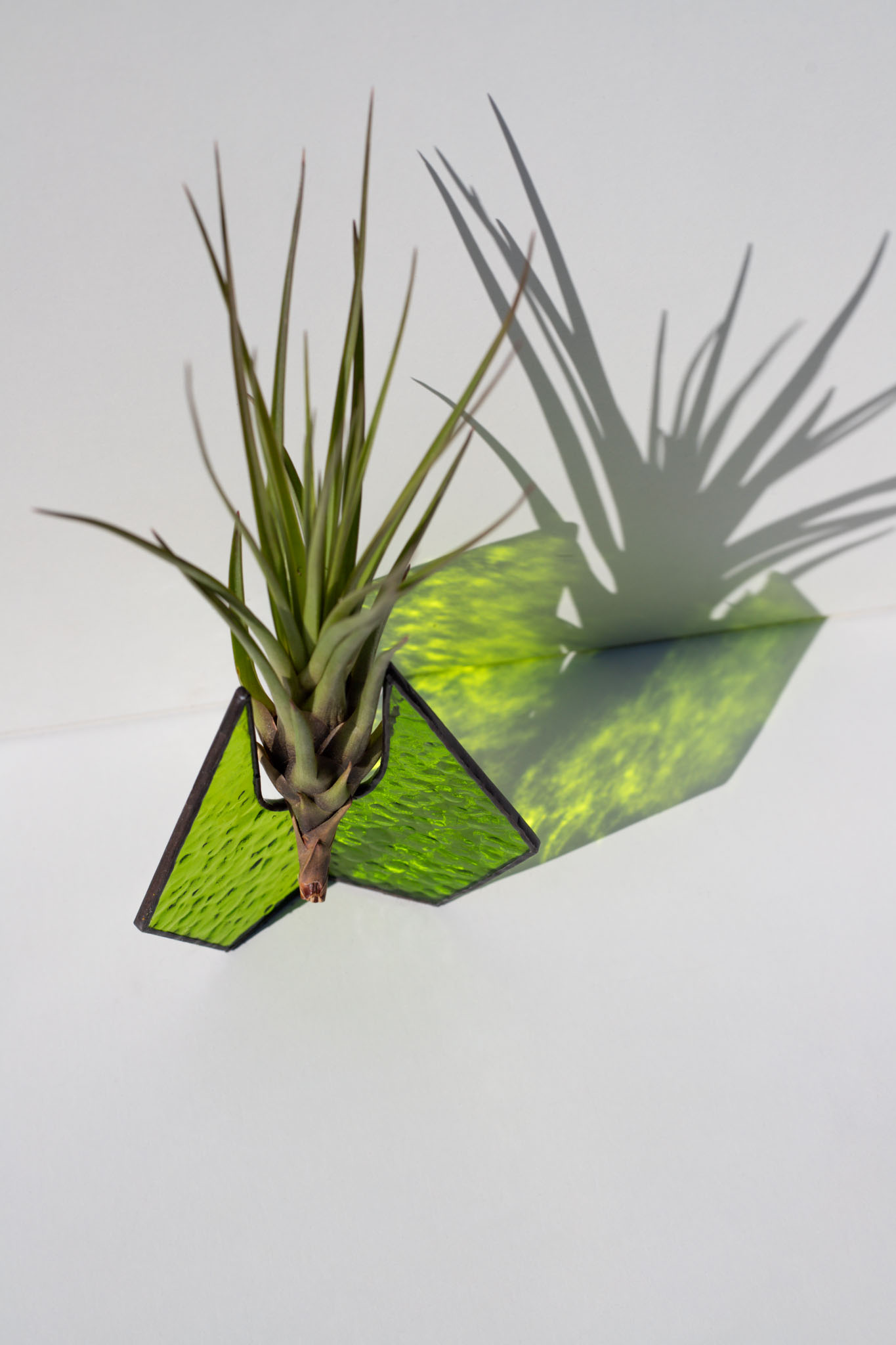 Moderný sklenený stojan na vzdušné rastliny s Tillandsiou