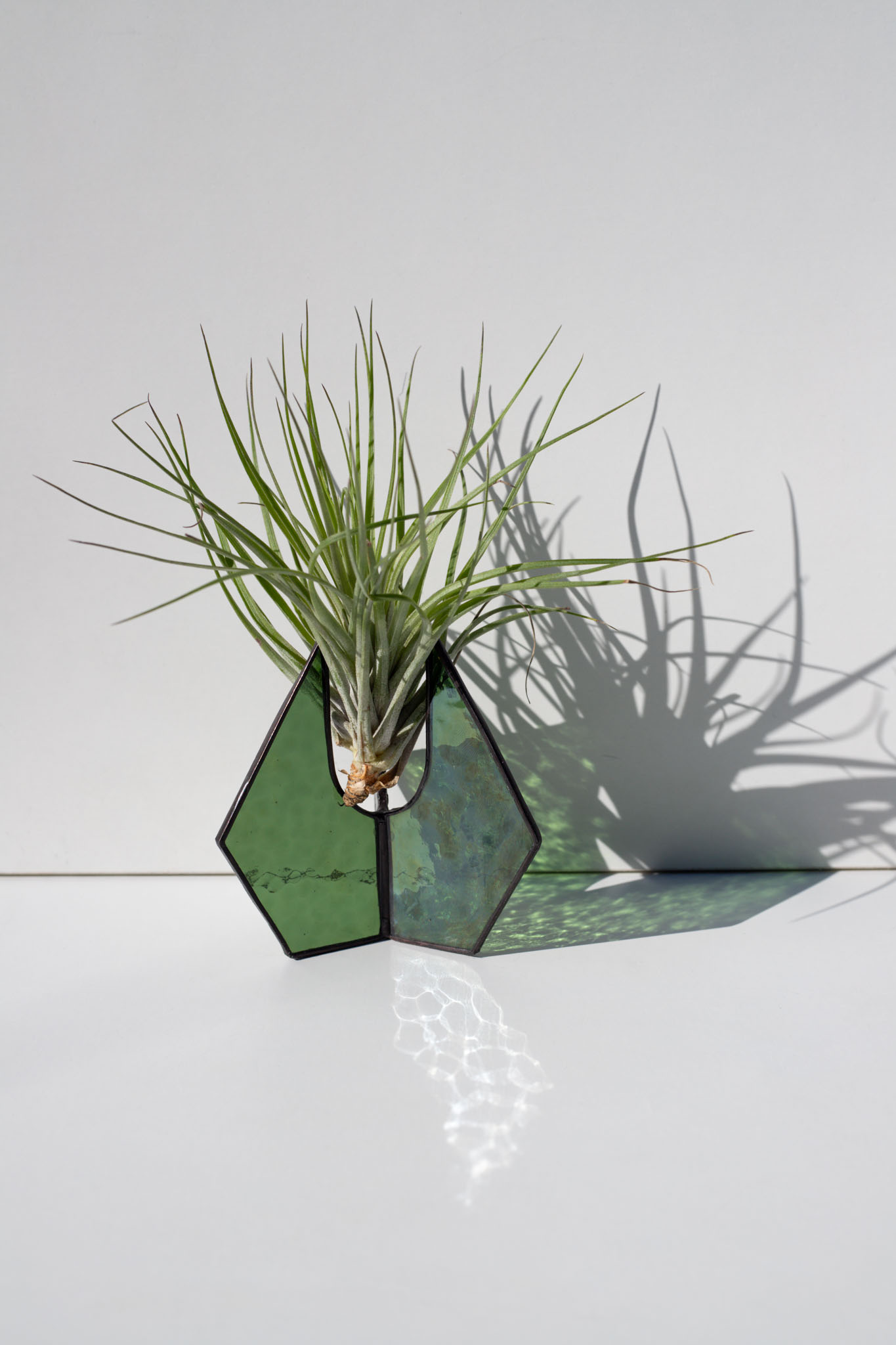 Moderný sklenený stojan na vzdušné rastliny s Tillandsiou