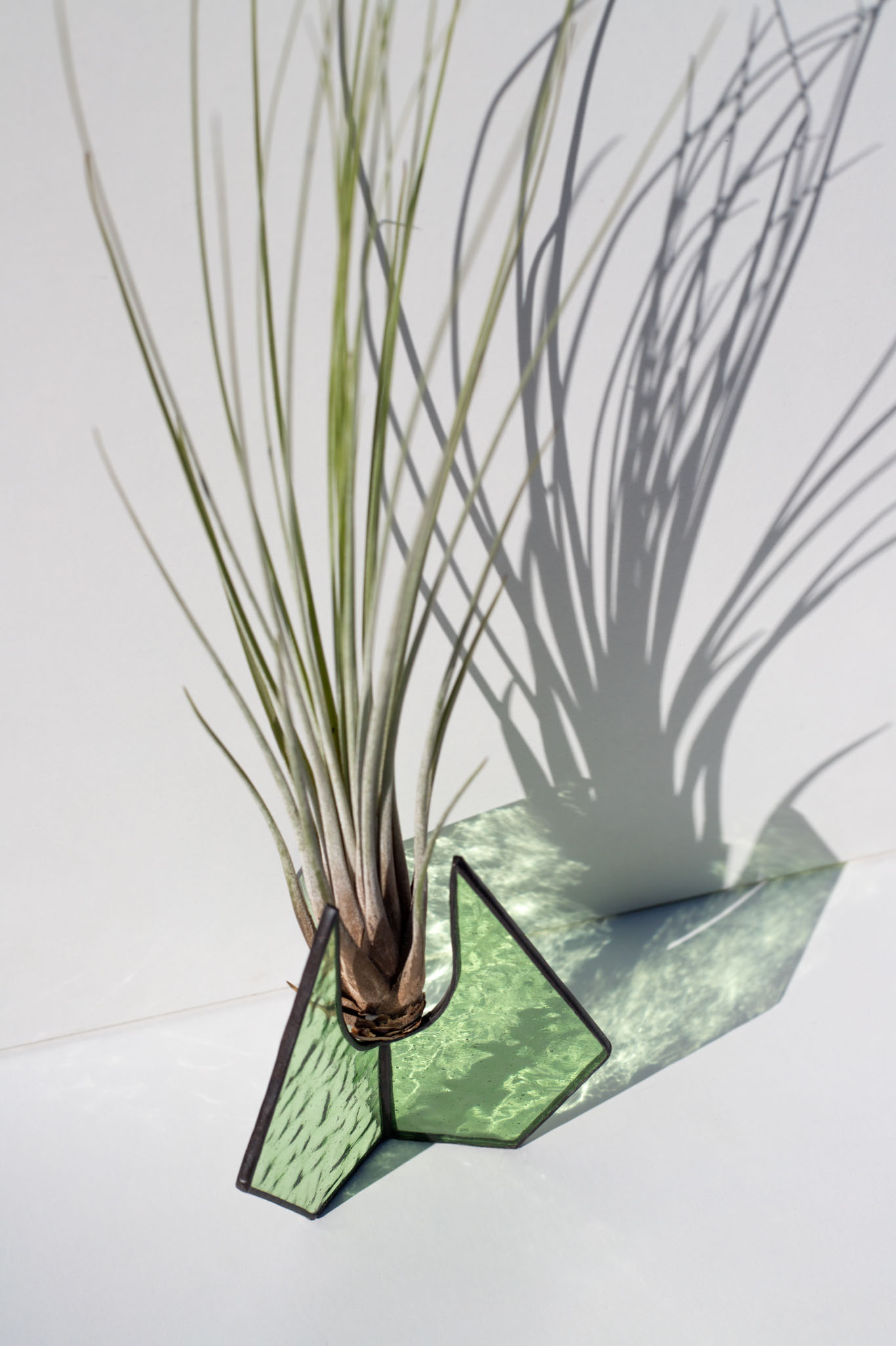 Moderný sklenený stojan na vzdušné rastliny s Tillandsiou