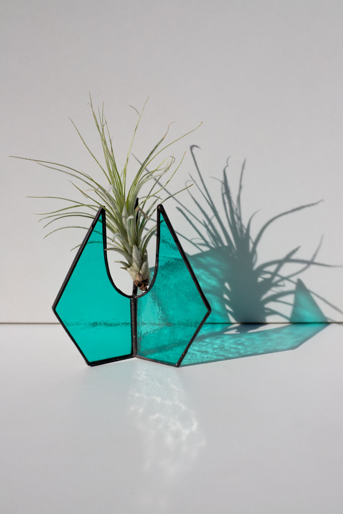 Moderný sklenený stojan na vzdušné rastliny s Tillandsiou