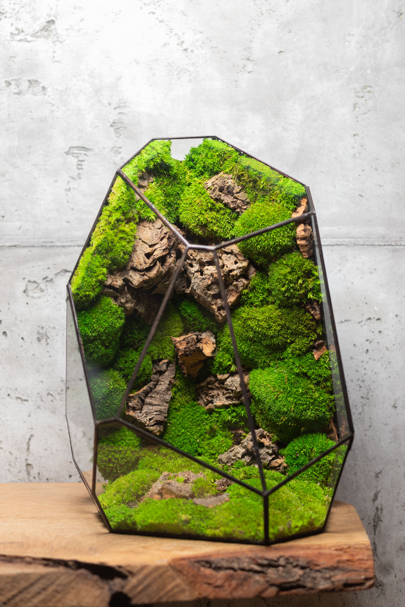 Bezúdržbové machové stabilizované terárium ako interiérový doplnok