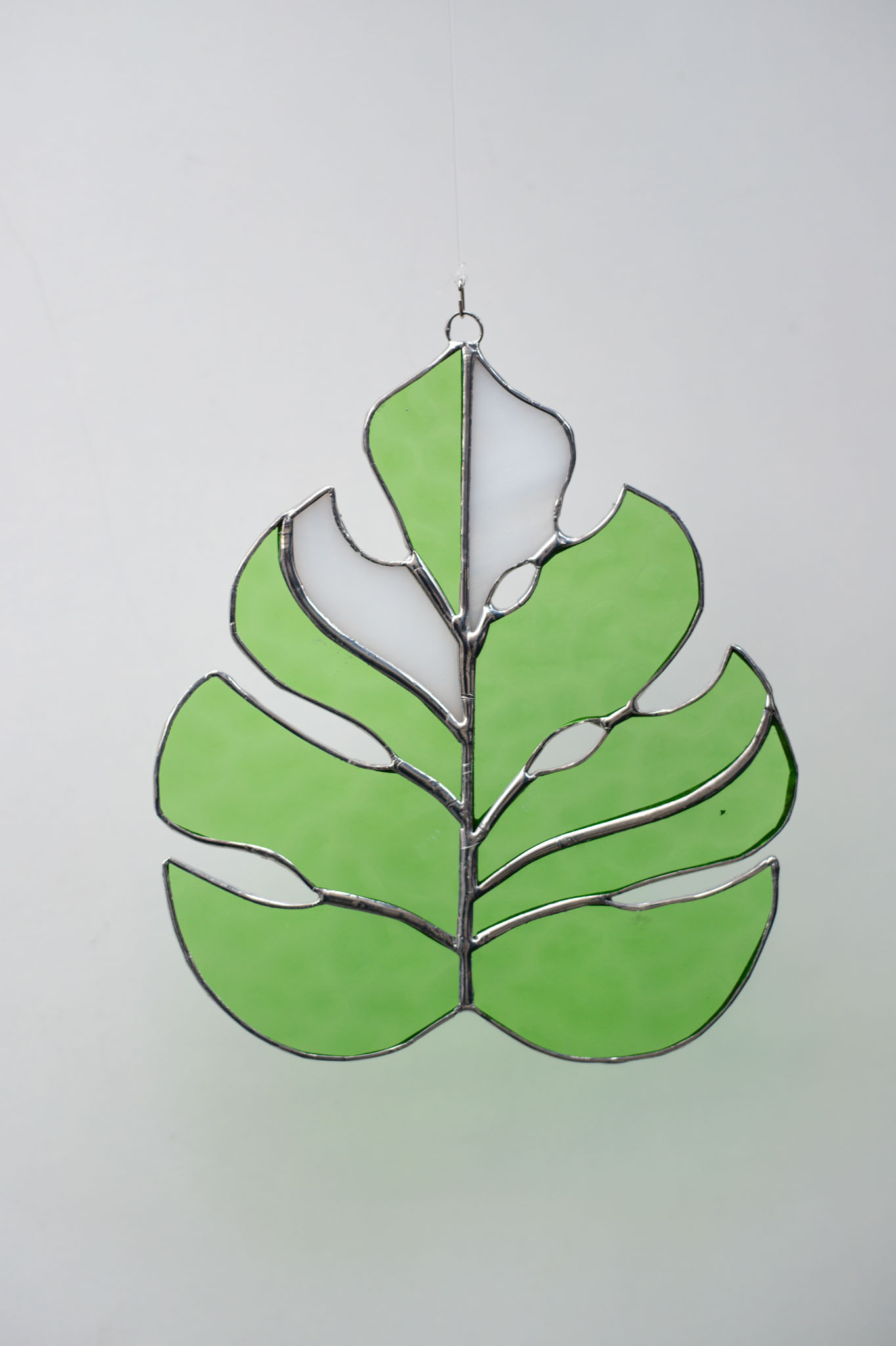 List rastliny Monstera Deliciosa