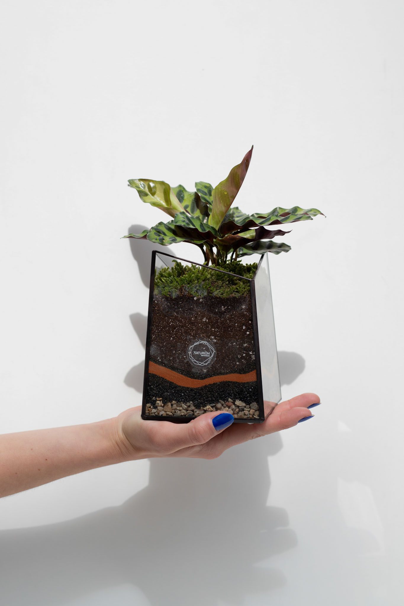 Vitrážne mini terárium Calathea