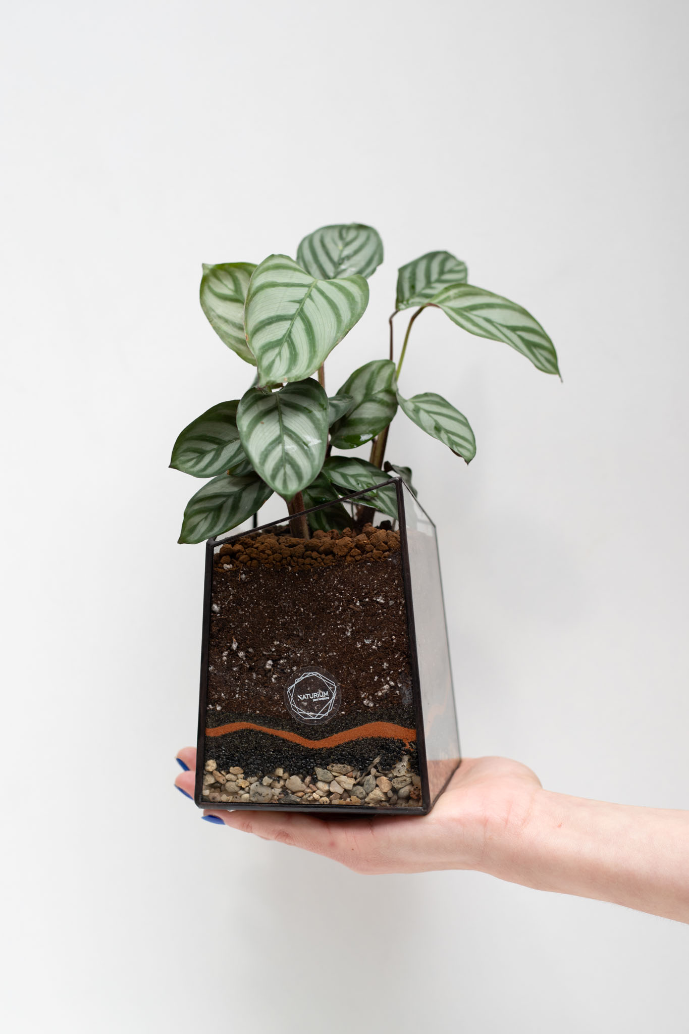 Vitrážne mini terárium Calathea