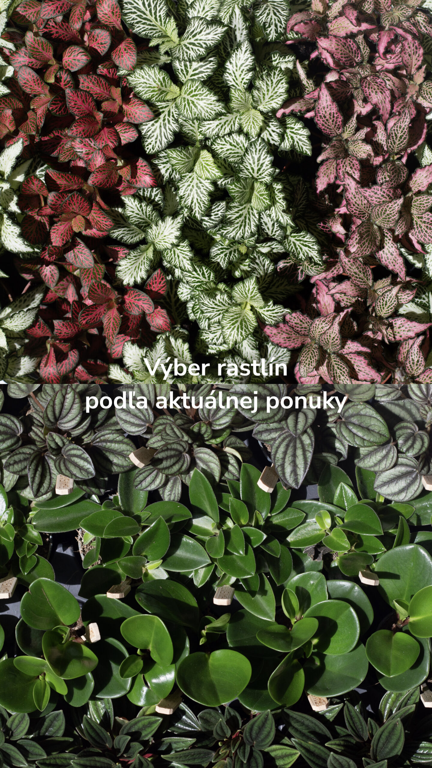 Workshop aranžovania rastlinných terárií v autorských vitrážových sklách Naturium Bratislava